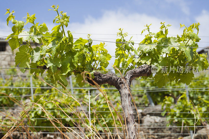 葡萄酒在ribeira sacra